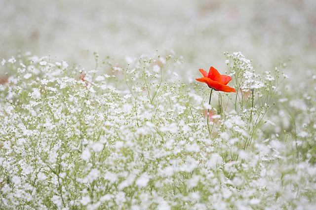 Spiritual Gardening – The White Garden