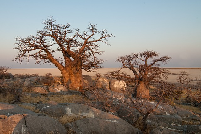 botswana-694485_640