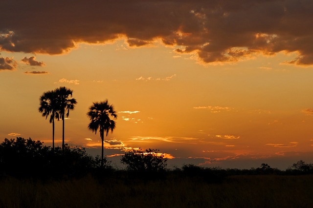 palm-trees-515500_640