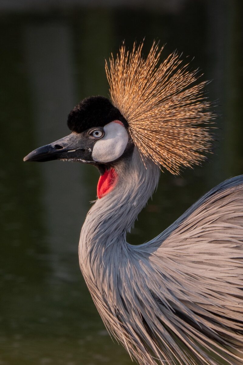 Photo by hbieser grey crowned crane, bird, botswana, safari, wildlife, animal, nature